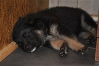 Mara